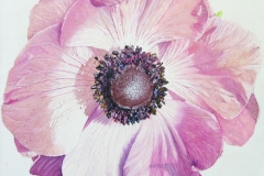anemone
